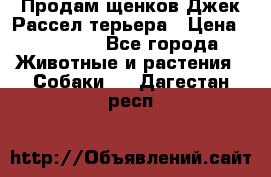 Продам щенков Джек Рассел терьера › Цена ­ 25 000 - Все города Животные и растения » Собаки   . Дагестан респ.